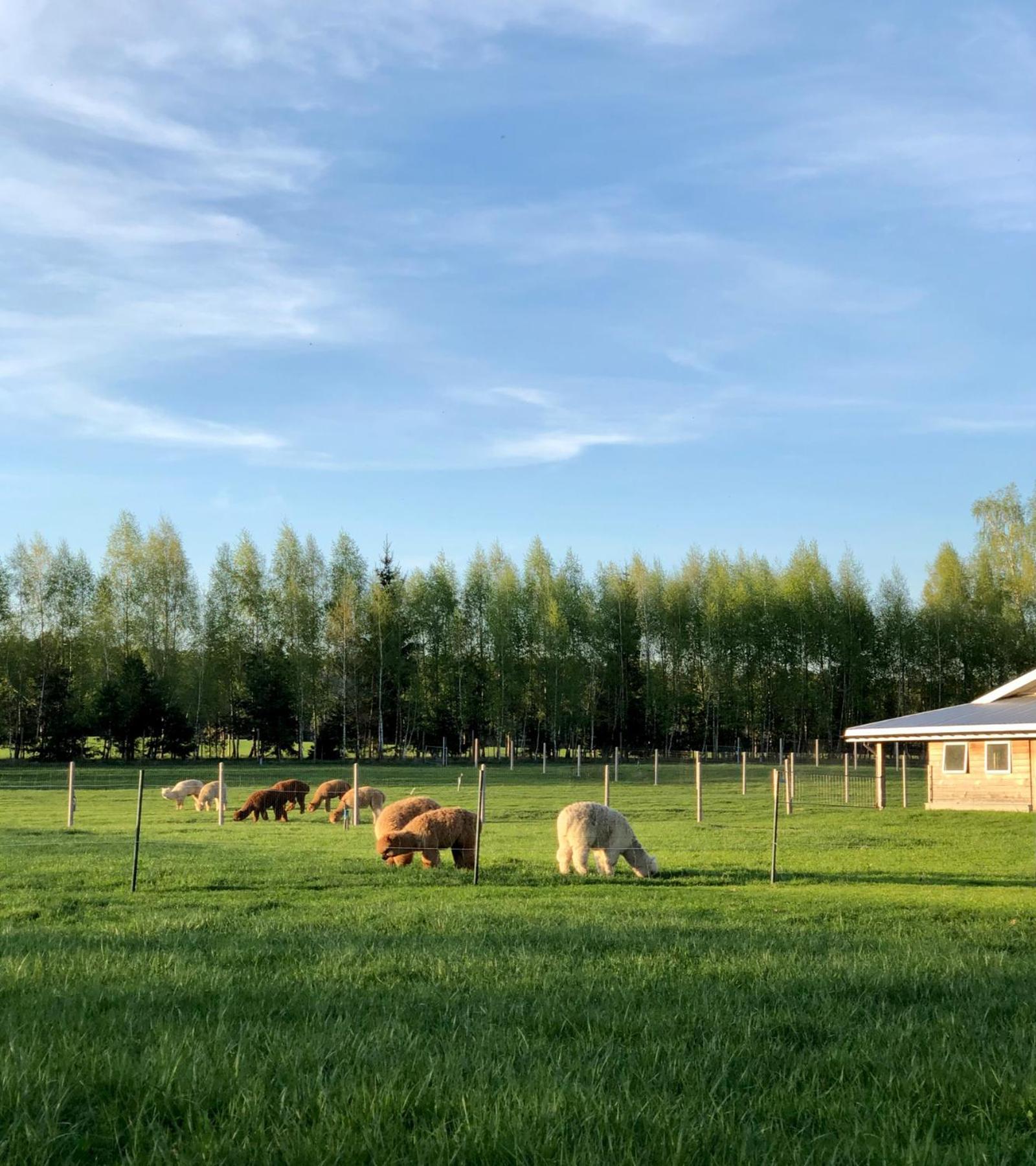 Alpakarium, Hodowla Alpak & Pensjonat Stara Kornica Exterior foto